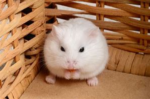 Image result for Pets at Home Dwarf Hamster