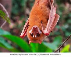 Image result for Mindoro Stripe-Faced Fruit Bat