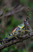 Image result for Colorful Grasshopper