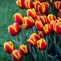 Image result for Tulips Background Desktop Pastel