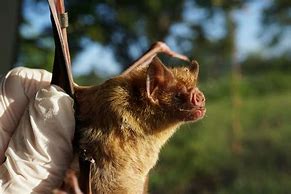 Image result for Bat Species UK Common to Rarest