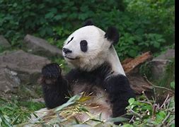Image result for Cute Panda Cub Eating Bamboo