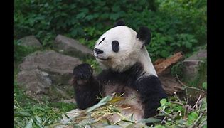 Image result for Cute Panda Eating Bamboo