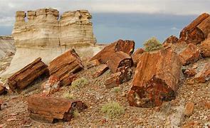 Image result for Arizona Petrified Wood