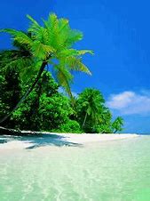 Image result for Tropical Beach iPhone Background