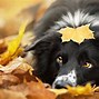 Image result for Unusual Dog Photography