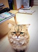 Image result for Disappointed Cat Même