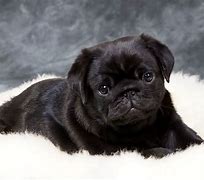 Image result for Cute Black Pug Puppy