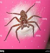 Image result for The Biggest Huntsman Spider