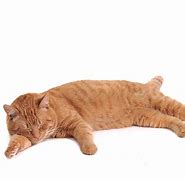 Image result for Funny Cat Sleeping Positions