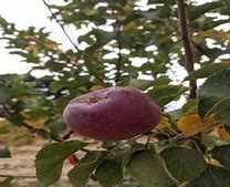 Image result for Liberty Apple Tree