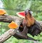 Image result for Flying Foxes Eating Fruit