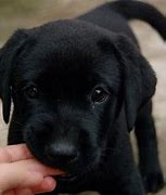 Image result for Cute Fluffy Puppy Pictures