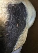 Image result for Black Skin Disease Dog