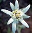Image result for Leontopodium alpinum Blossom of Snow