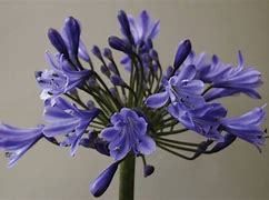 Image result for Agapanthus Marcus