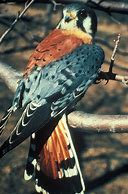 Image result for Falco sparverius