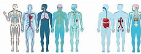 Image result for 7 Human Body Systems