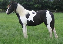 Image result for Pied Thoroughbred Horse