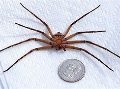 Image result for Florida Cane Spider