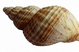 Image result for Coquillage PNG