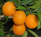 Image result for Olinda Valencia Orange