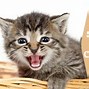 Image result for Mother Cat Crying for Kitten