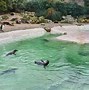 Image result for Newquay Largest Zoo