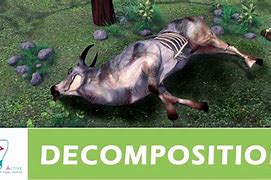 Image result for Decomposition Videos