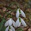 Image result for Galanthus nivalis Tiny Tim