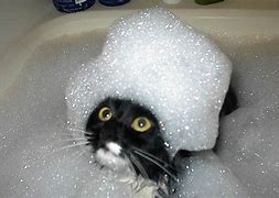 Image result for Cat Bubble Bath