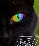 Image result for Cat with Rainbow Eyes