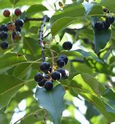 Image result for Black Cherry Oak Tree