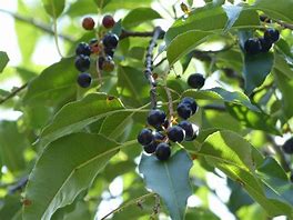 Image result for North American Black Cherry Tree