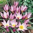 Tulipa humilis ಗಾಗಿ ಇಮೇಜ್ ಫಲಿತಾಂಶ