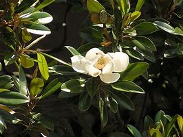 Billedresultat for Magnolia grandiflora