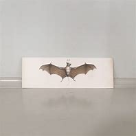 Image result for Vintage Photo Giant Bat
