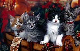 Image result for Beautiful Christmas Cats