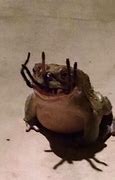 Image result for Cursed Frog Story Box