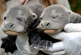 Image result for Cute Giant Otter