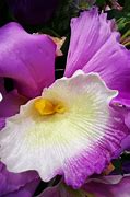 Image result for Brazil Cattleya Orchid National Flower