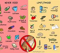 Image result for Non-Toxic Food List