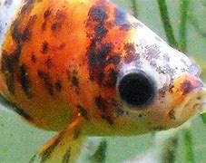 Image result for Fish with Black Eyes