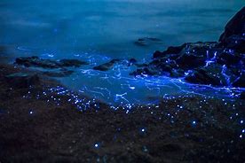 Image result for Bioluminescence Art