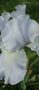 Image result for Iris foetidissima White Seeded
