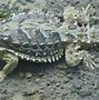 Image result for Giant Horned Lizard