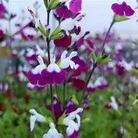 Image result for Salvia greggii Amethyst Lips