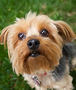 Image result for Small Sized Dog Breeds