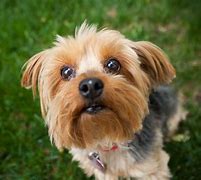 Image result for 10 Best Small Dogs