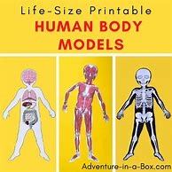 Image result for Life-Size Human Body Project